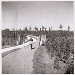 In een nog jong bos
<br/>
Stadsarchief Amsterdam, 1939